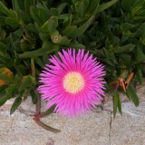 Schöne Blüte