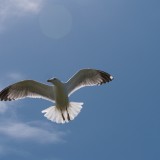 Flugshow