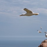Vogelparadies