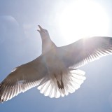 Überflug